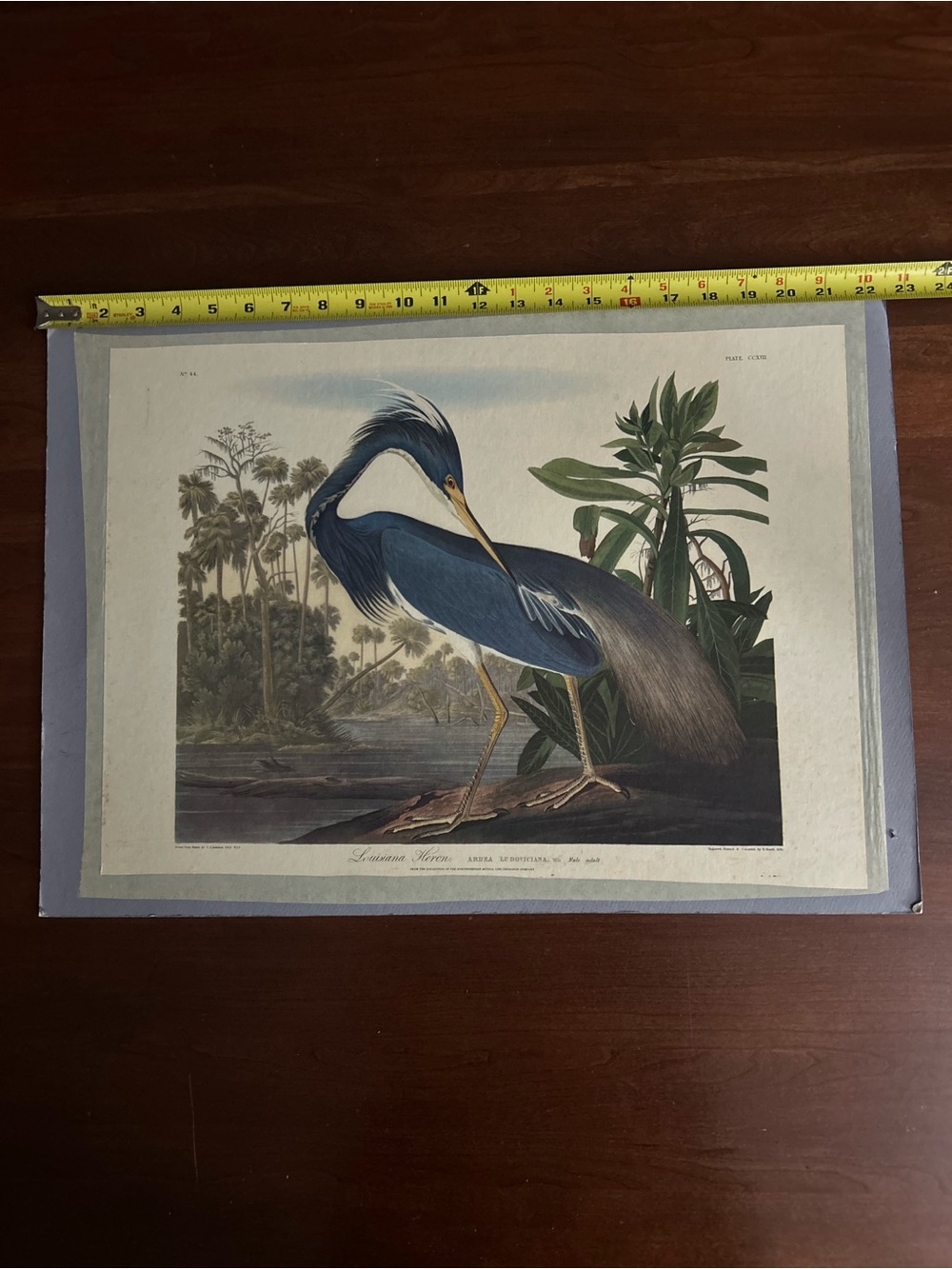 Blue Heron Illustration Wall Art Print Ludovicano Wils Male Adult Harvell 1834